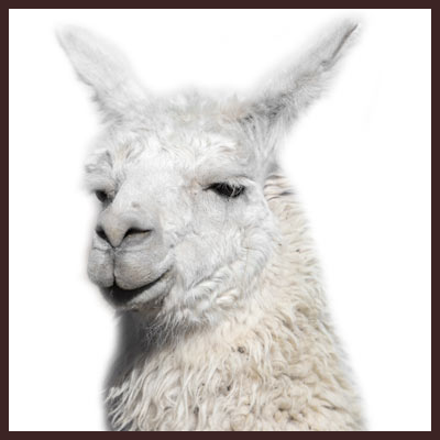 Lustige Flachwitze Lama