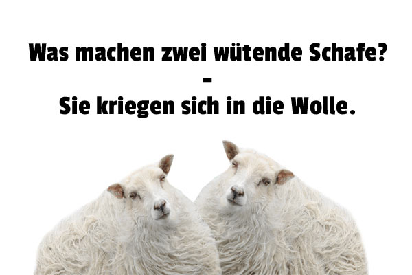 Humor Schafe