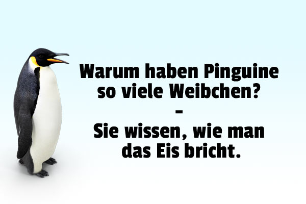 Flacher Pinguinwitz