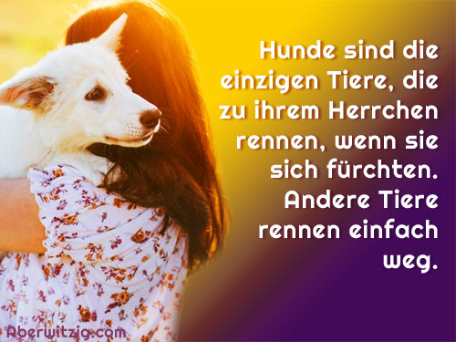 Hundefakten