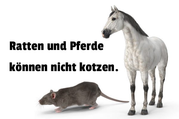 Ratte Pferd Unntzes Wissen