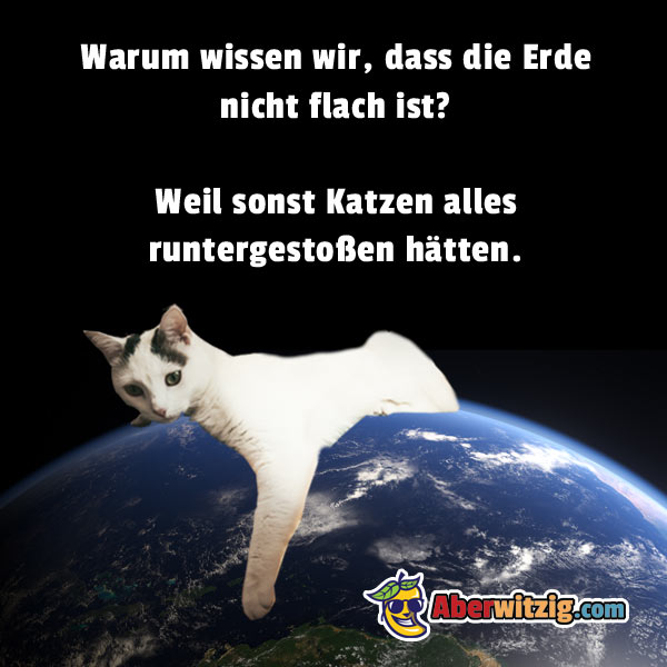 lustige Katze